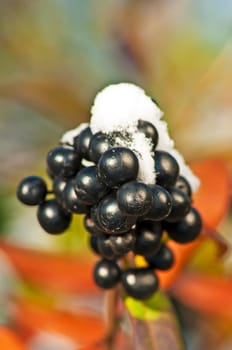 Privet with snow cap