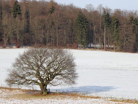 Ancient oak in winter