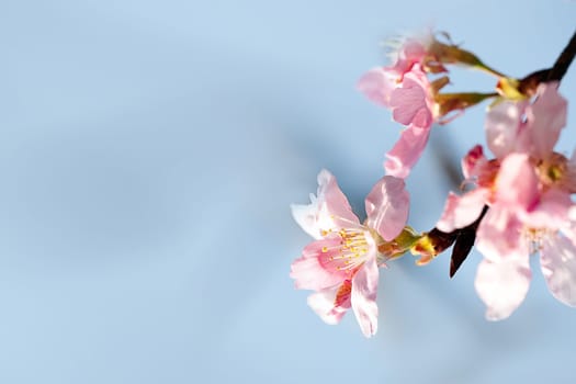 Beautiful flowering - Sakura. Background with flowers on a spring day