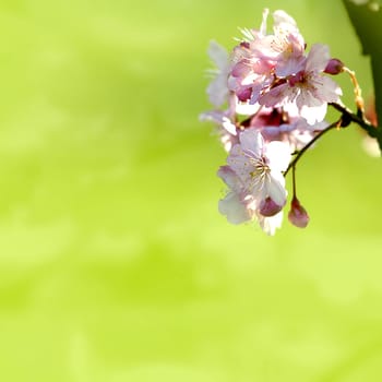 Beautiful flowering - Sakura. Background with flowers on a spring day