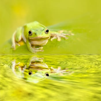 Frog with nice green background for adv or others purpose use