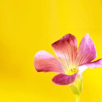 Pink oxalis(Oxalis corymbosa) in garden