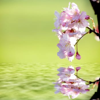 Beautiful flowering - Sakura. Background with flowers on a spring day
