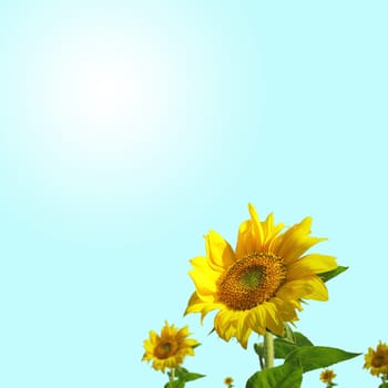 Summer sun over the sunflower field for adv or others purpose use