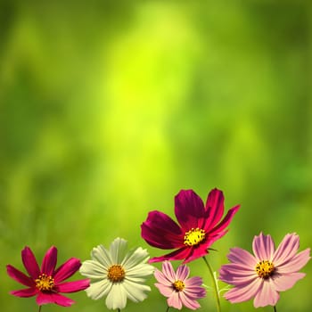 Daisies in the morning with nice background for adv or others purpose use