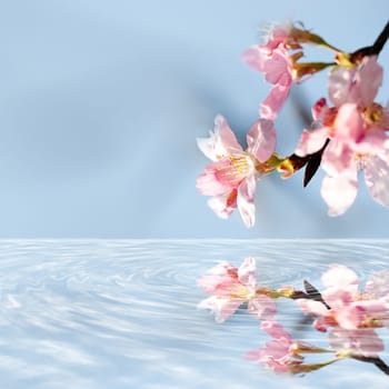 Beautiful flowering - Sakura. Background with flowers on a spring day