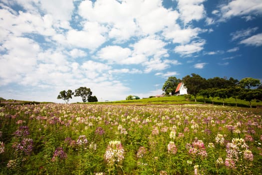 Beautiful garden in summer for adv or others purpose use