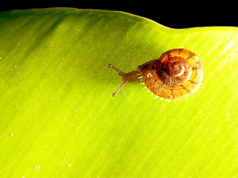 garden snail on green leaf isolated green background