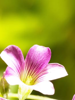 Pink oxalis(Oxalis corymbosa) in garden