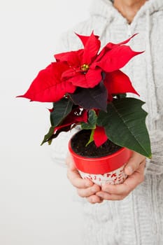 Christmas star poinsettia held in hands my male person