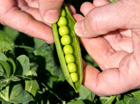 harvesting green pees from the plant