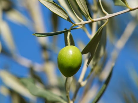Olive tree with many colorful fruits