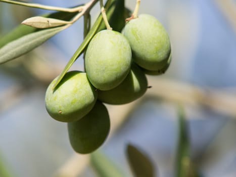 Olive tree with many colorful fruits