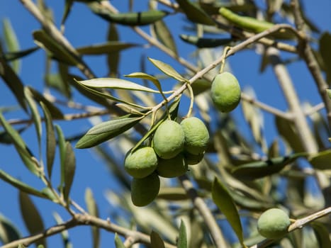 green olives on the olive tree desperate for water