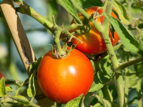 red organic tomatos ready for harvest