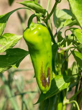 green pepper groving in the garden
