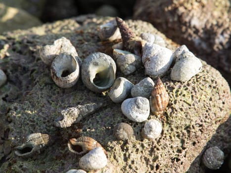 seaashell on the coast of the sea