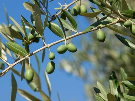 Olive tree with many colorful fruits