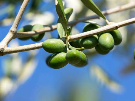 Olive tree with many colorful fruits