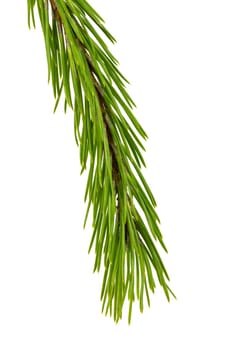 Evergreen Tree Branch Frame Isolated on White Background