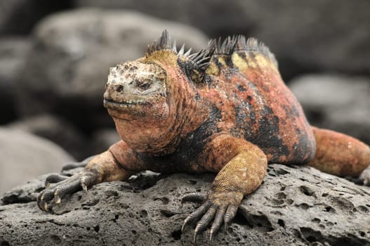 Galapagos marine iguana
