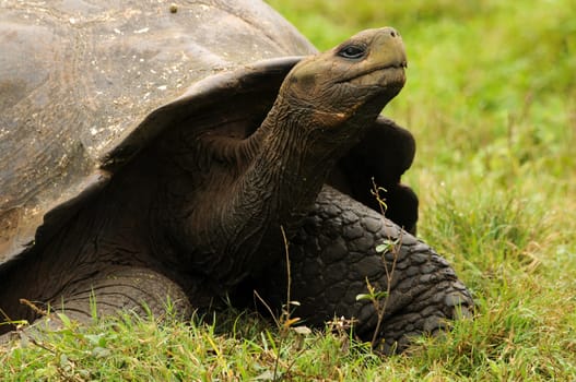 Turtle in Santa Cruz - Galapagos