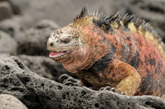 Marine iguana sunbathing on warm lava rock in Galapagos