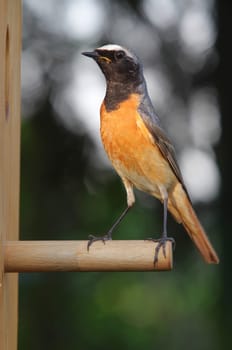 Common redstart
