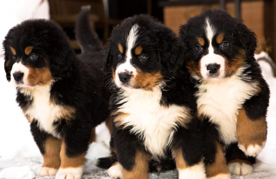 Bernese mountain dog puppets watching seriously after movement