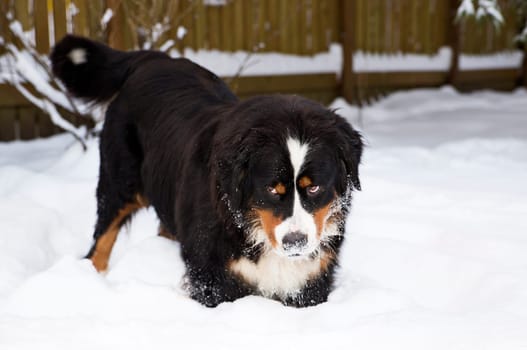 Bernese mountain dog puppet mother stucked at snow