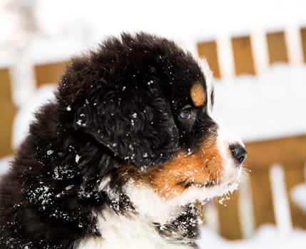 Bernese mountain dog puppet looking curiously different way
