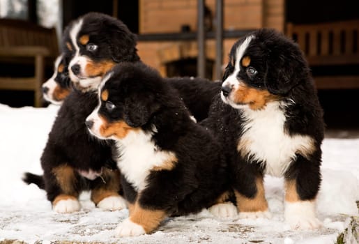 Bernese mountain dog puppets ready to join game