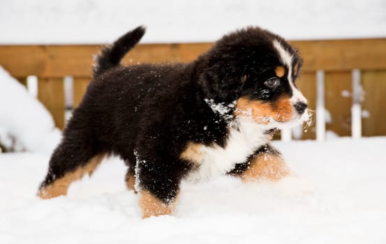Isolated bernese mountain dog puppet run through snow