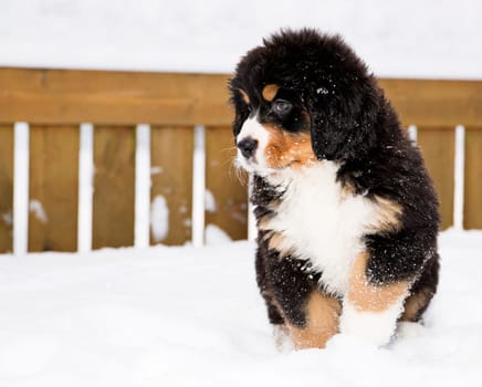 Isolated bernese mountain dog puppet waiting his chance