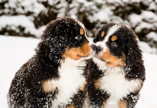 Snowy bernese mountain dog puppets sniff each others