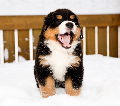 Isolated bernese mountain dog puppet is yawing widely