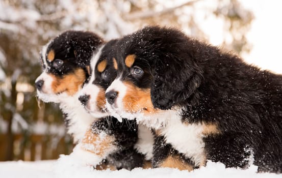 Tireless bernese mountain dog puppets ready play game