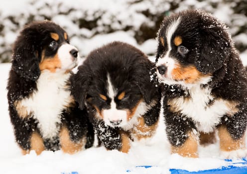 Bernese dog puppest are halfly snowy and wet