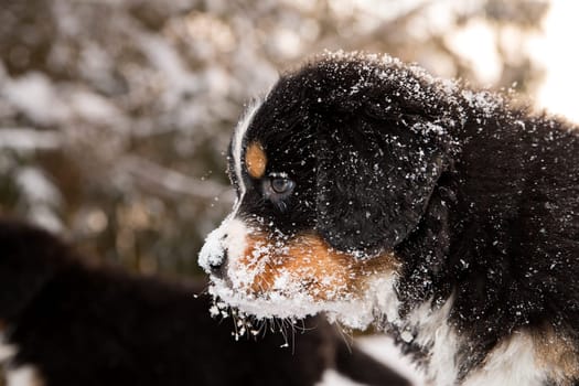 Snowy bernese mountain dog puppet looking after others