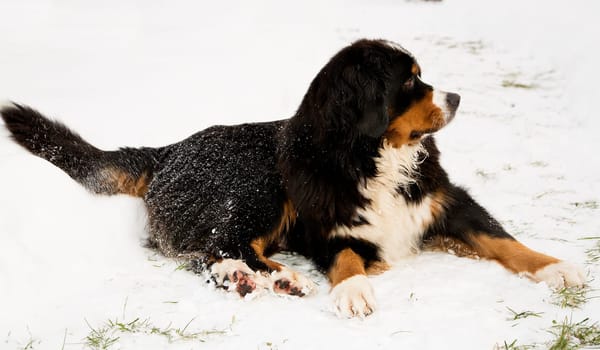 Bernese mountain dog puppet mother worried about puppets