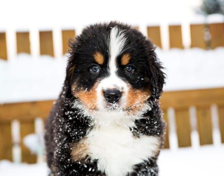 Bernese mountain dog puppet look staightly at camera