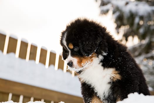 Isolated bernese mountain dog puppet looking from above