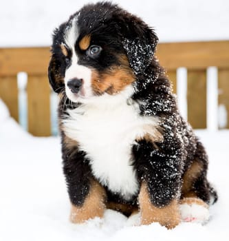 Bernese mountain dog puppet looking curiously after movement