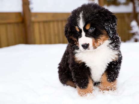 Isolated bernese mountain dog puppet is looking carefully