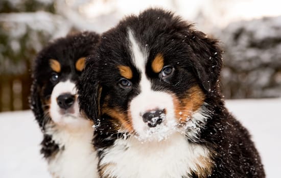 Two bernese mountain dog puppest looking at camera