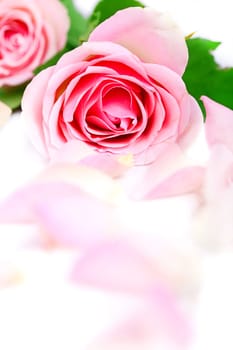 pink rose with petals