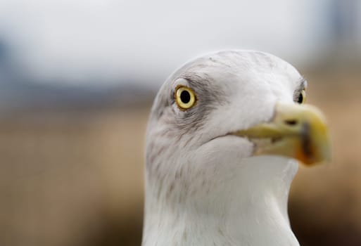 White seagull zoomed face pointed at camera focus