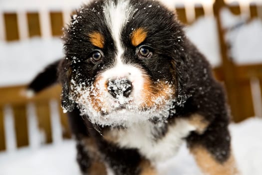 Isolated bernese mountain dog puppet is sniffing camera