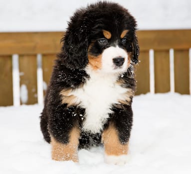 Isolated bernese mountain dog puppet patience is down