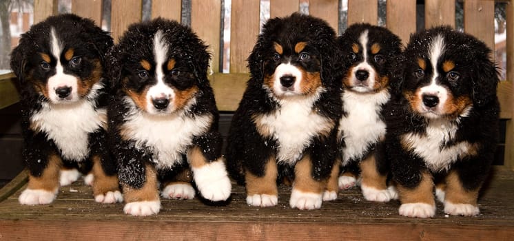 All bernese mountain dog puppets are finaly home
